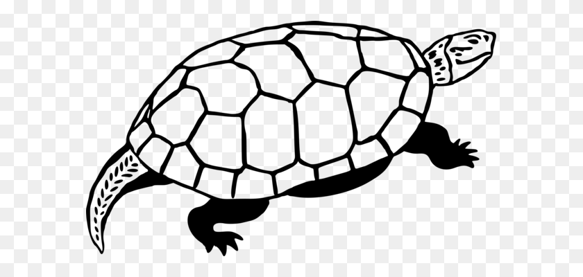Tortuga Reptil Tortuga del Desierto tortuga rusa Tortugas Gopher - Tortuga De Mar De Imágenes Prediseñadas