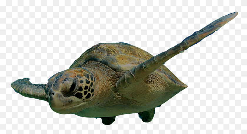 1037x526 Turtle Swimming Png Transparent Images - Sea Turtle PNG