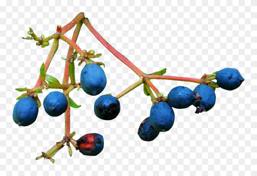 1024x680 Twig And Berries - Twig PNG