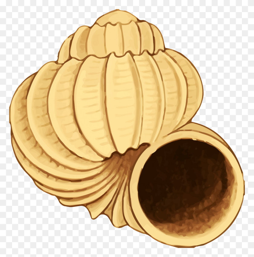 2370x2400 Twisting Conch Shell Vector Clipart Image - Conch PNG