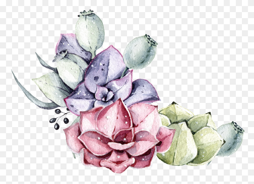 1024x720 Двухцветное Суккулентное Растение Акварель Ручная Роспись Прозрачный - Акварельный Кактус Png