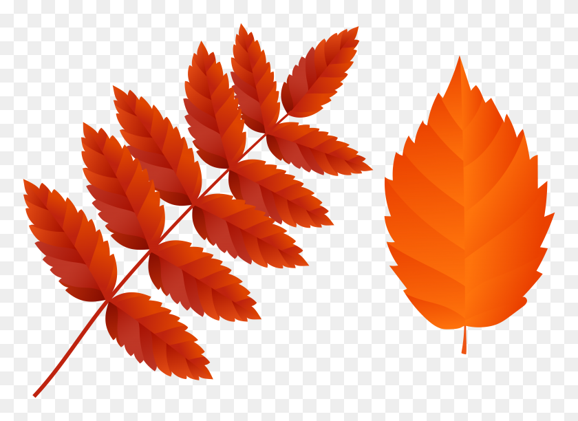 8000x5671 Два Темно-Оранжевых Осенних Листа В Png Картинке - Осенние Листья В Png