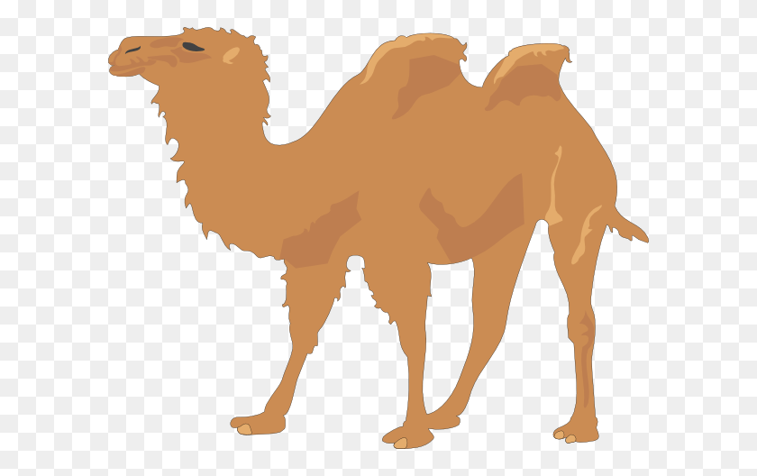 600x468 Clipart De Camello De Dos Jorobas - Clipart De Camello De Día De Joroba