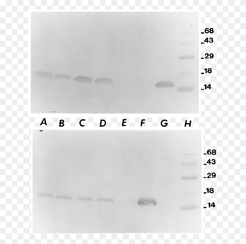 651x776 Two Identical Sds Polyacrylamide Gels Were Electrophoresed - Paper Texture PNG