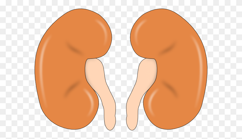 600x425 Two Kidneys Clip Art - Kidney Clipart