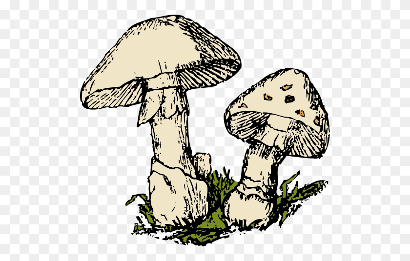 512x475 Two Mushrooms Clipart - Morel Mushroom Clipart