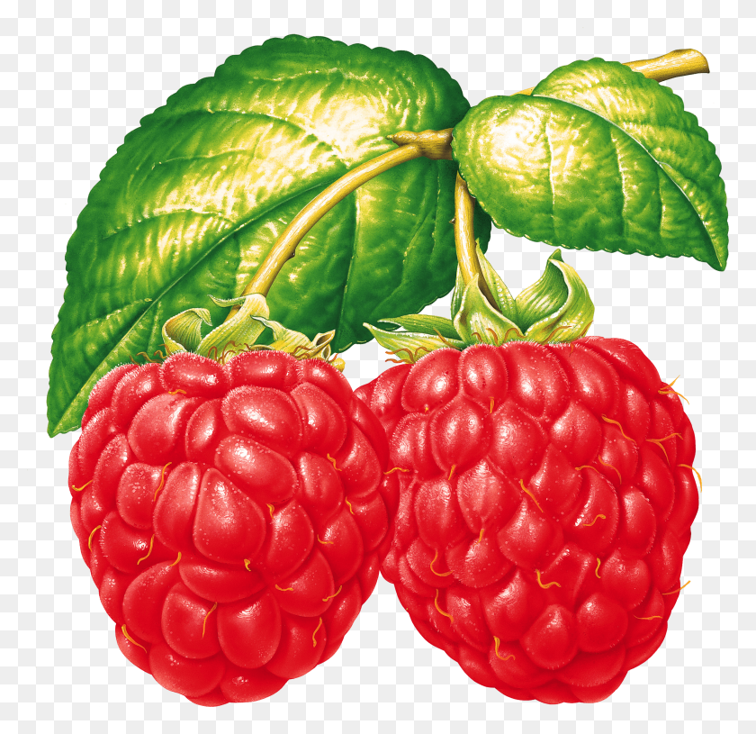 2286x2215 Two Raspberries On Branch Transparent Png - Raspberries PNG