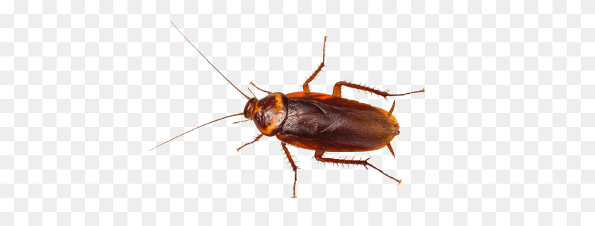 419x260 Types Of Cockroaches In New York - Cockroach PNG