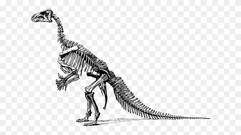 640x412 Tyrannosaurus Fossil Skeleton Transparent Png - Fossil PNG