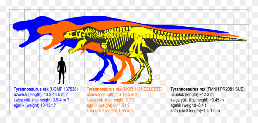 1024x448 Tyrannosaurus Rex - Tyrannosaurus Rex PNG