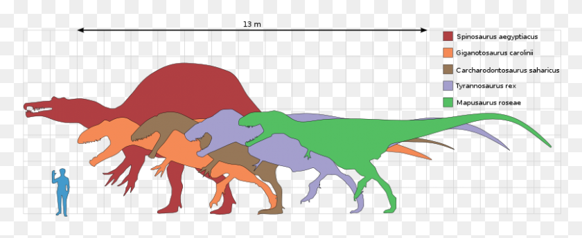 800x292 Tyrannosaurus Rex Clipart Inexacto - Spinosaurus Clipart