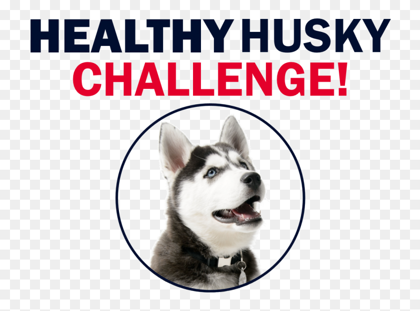1080x780 Uconn Student Health On Twitter Pick Up The Healthy Husky - Husky PNG