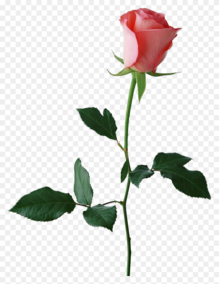 973x1280 Неопределенный Png Бутоны Розы И Роза - Черная Роза Png