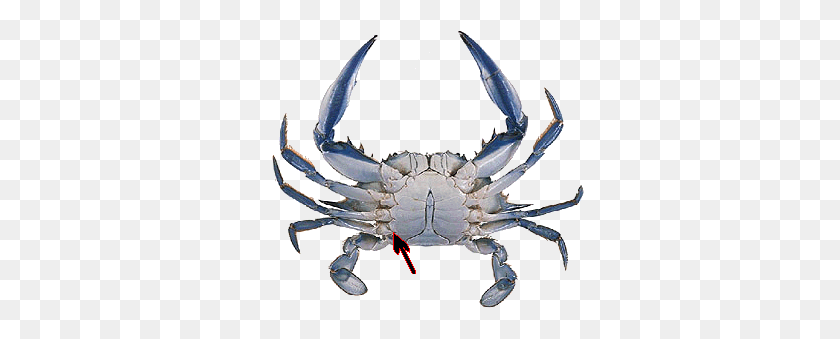 340x279 Underside Crab - Blue Crab PNG