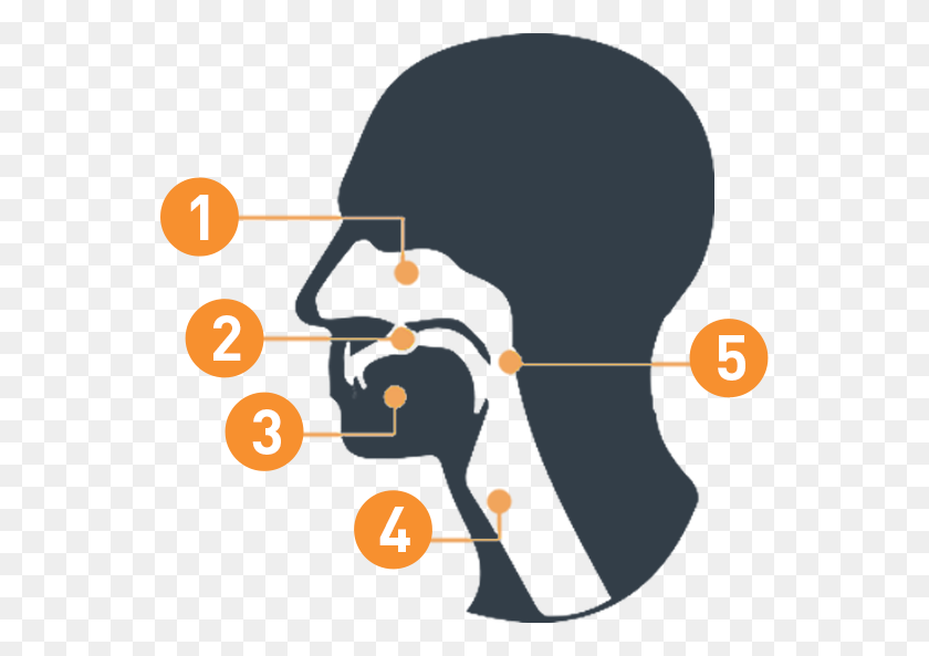 550x533 Understanding Head And Neck Cancer - Throat Clipart