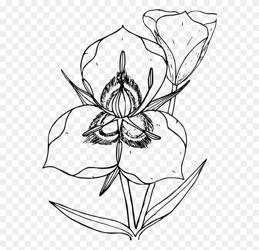 566x750 United States Coloring Book State Flower Lily - Lily Clipart Black And White