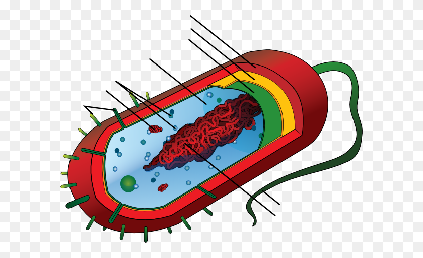 600x452 Немеченые Бактерии Картинки - Бактерии Клипарт