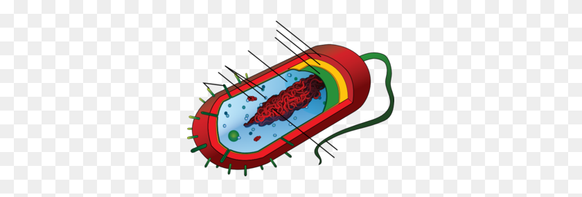 299x225 Unlabeled Bacteria Clip Art - Lobster Clipart Free