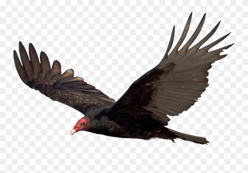 1086x736 Unrestricted Hq Vulture - Vulture PNG