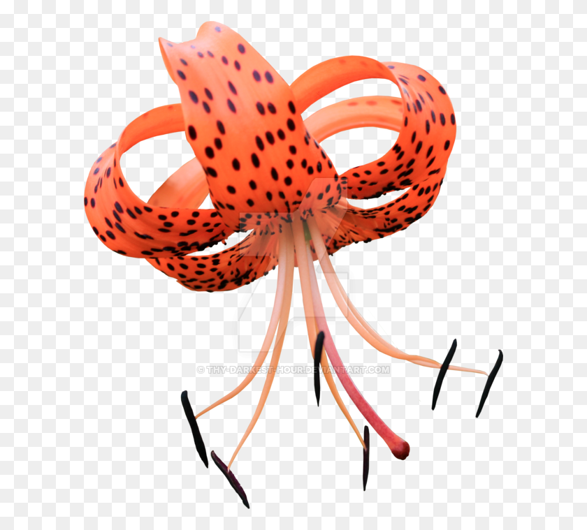 600x699 Upside Down Asiatic Lily - Lily PNG