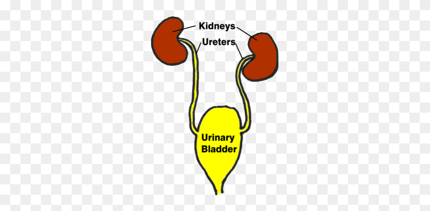 253x352 Urinary Tract Infection - Bladder Clipart