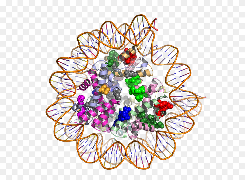 600x558 Using D Models Of Proteins To Find Treatments For Cancer - Protein PNG