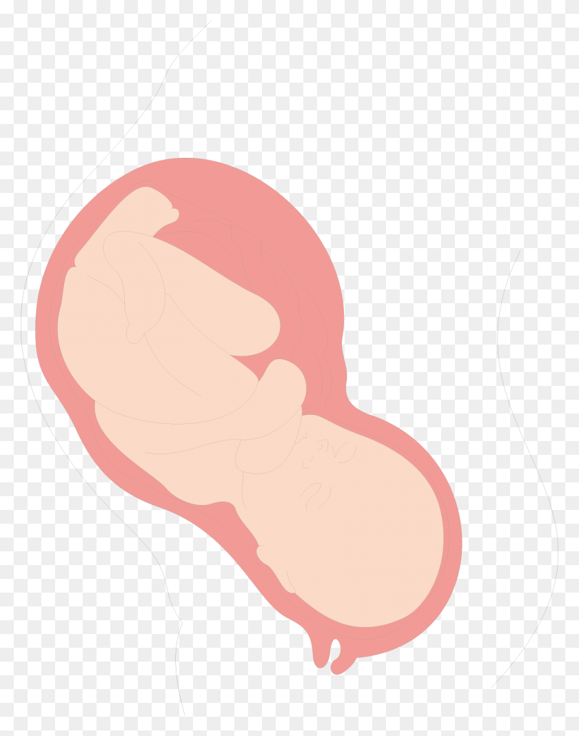 1685x2178 Uterus Clip Art - Baby In Womb Clipart