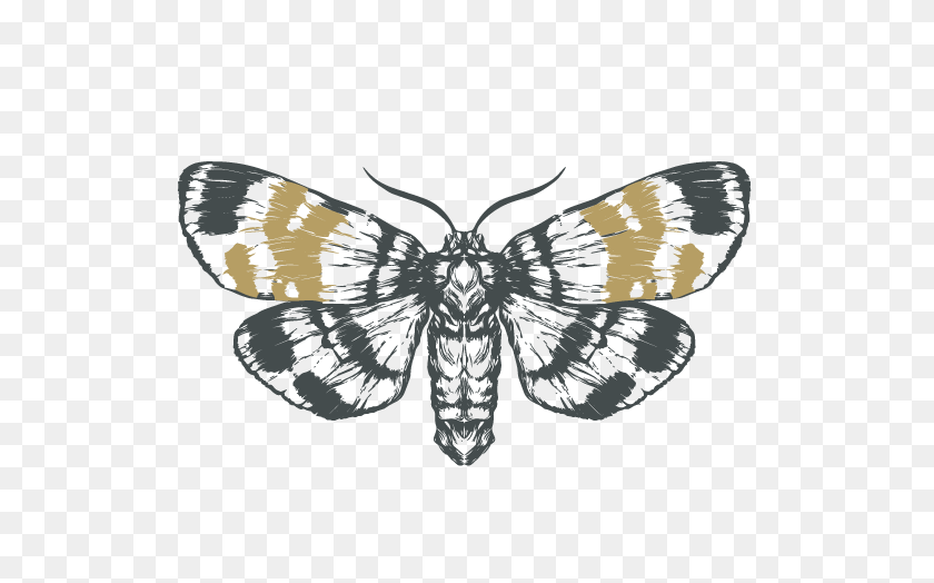 570x464 Valleys Pest Servicessketch Moth - Moth PNG