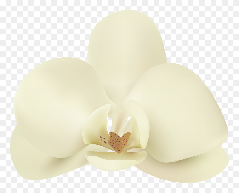 8000x6323 Ванильный Клипарт Цветок Ванили - Белая Лилия Клипарт