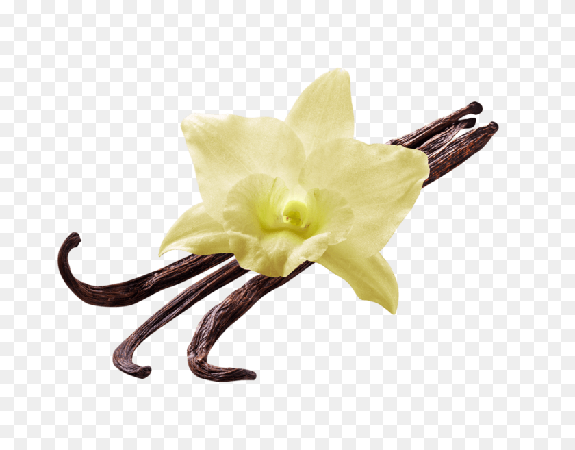 1024x784 Vanilla Flower Transparent Png - Transparent Flower PNG