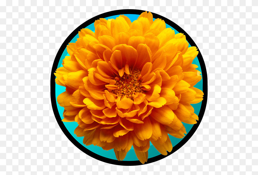 512x512 Varieties Of Chrysanthemum Appstore For Android - Chrysanthemum PNG