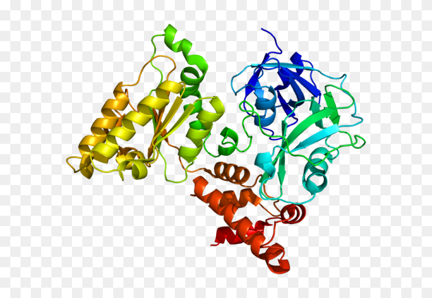 1014x676 Vcp Protein - Protein PNG