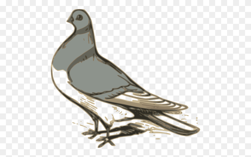 500x466 Vector Clip Art Of Grey Pigeon Illustration - Pigeon Clipart
