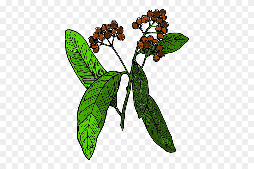 411x500 Vector Drawing Of Allspice Fruit - Jamaica Clipart