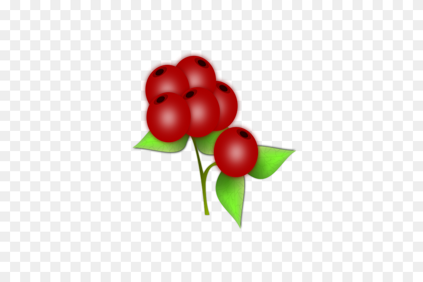 353x500 Vector Drawing Of Leaves And Berries Of A Holly - Holly Berry Clipart