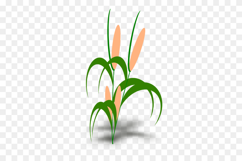 303x500 Vector Illustration Of Plant With Cobs - Plant Life Cycle Clipart