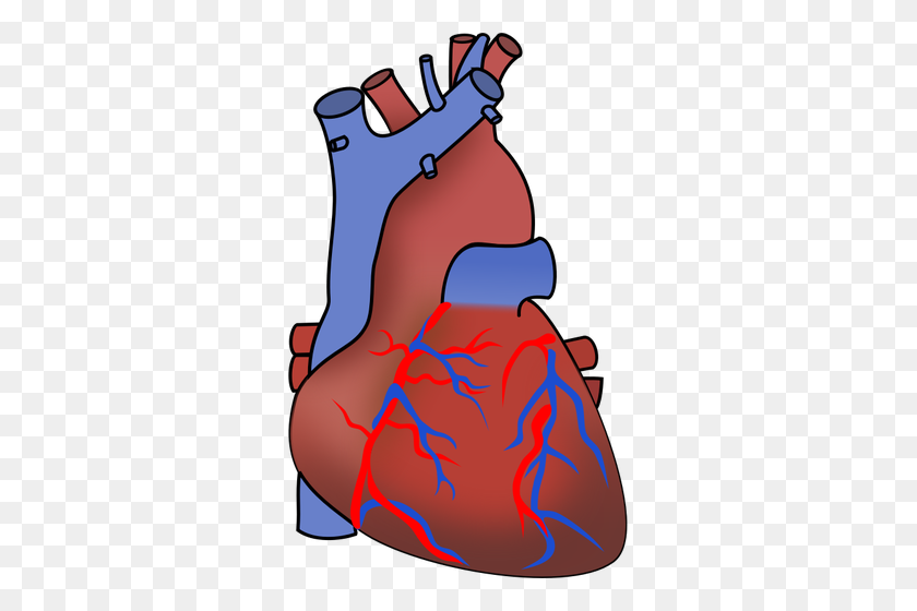 311x500 Vector Image Of Heart Showing Valves, Arteries And Veins Public - Veins Clipart