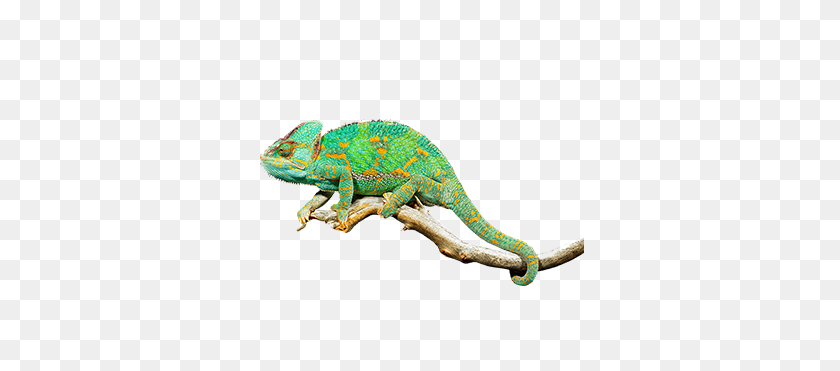 329x311 Veiled Chameleon - Chameleon PNG