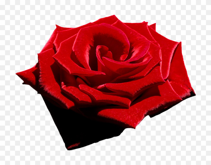 1337x1024 Бархатная Красная Роза, Файл Png, Внимание Только Максимальное Оригинальное - Красный Бархат Png