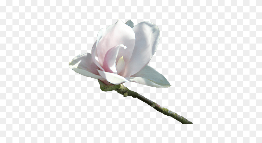 400x400 Бархатистый Белый Цветок Прозрачный Png - Магнолия Png