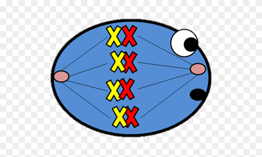 628x446 Verne The Sperm - Mitosis Clipart