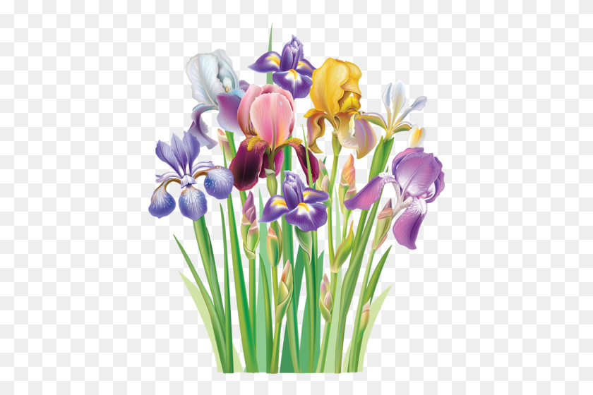 420x500 Весенние Цветы Ботанического Искусства, Ирис И Цветок - Клипарт Ириса