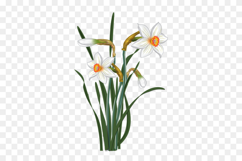 356x500 Весенние Нарциссы, Цветы И Клипарт - Нарцисс Клипарт