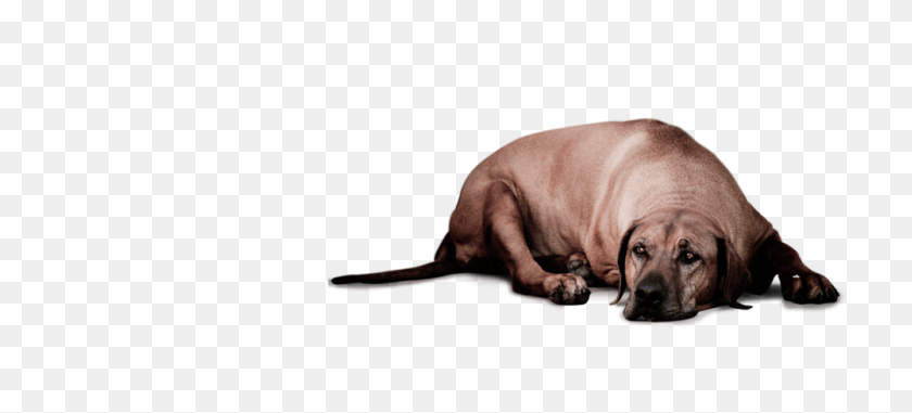 1000x412 Veterinarians Tails Of Help - Sad Dog PNG