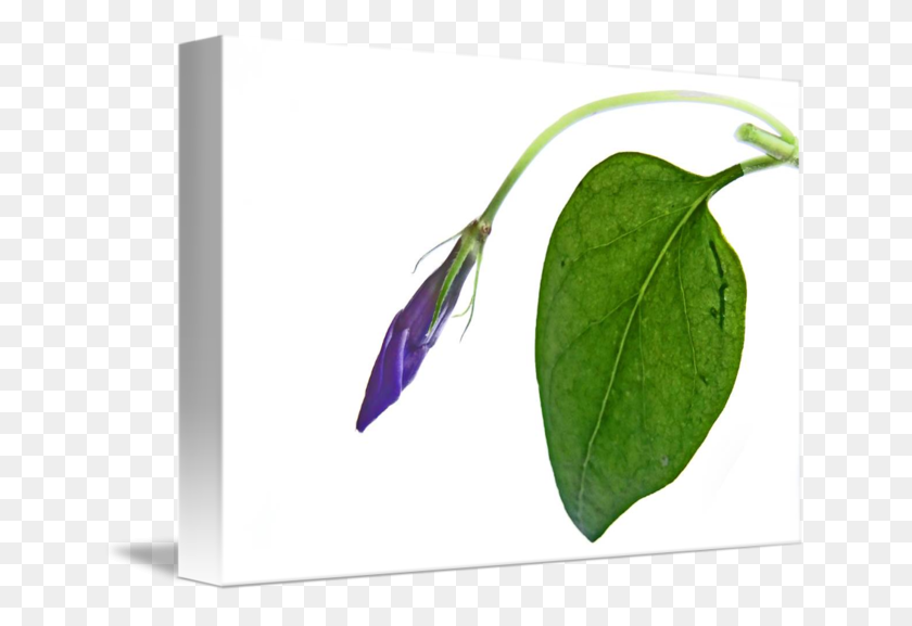 650x517 Vinca Bud - Flower PNG Tumblr