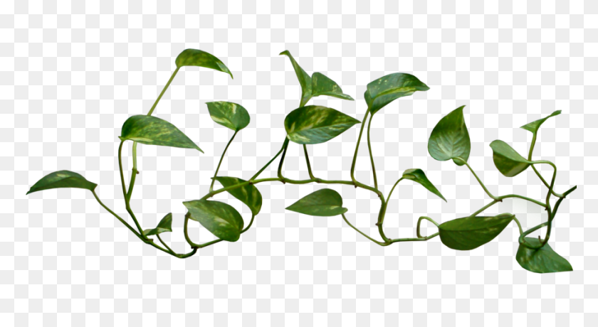900x462 Vine And Branches Png Transparent Vine And Branches Images - Plant PNG
