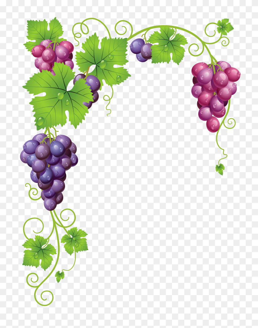 2566x3316 Vine Clipart Vineyard Grape - Grapevine Wreath Clipart