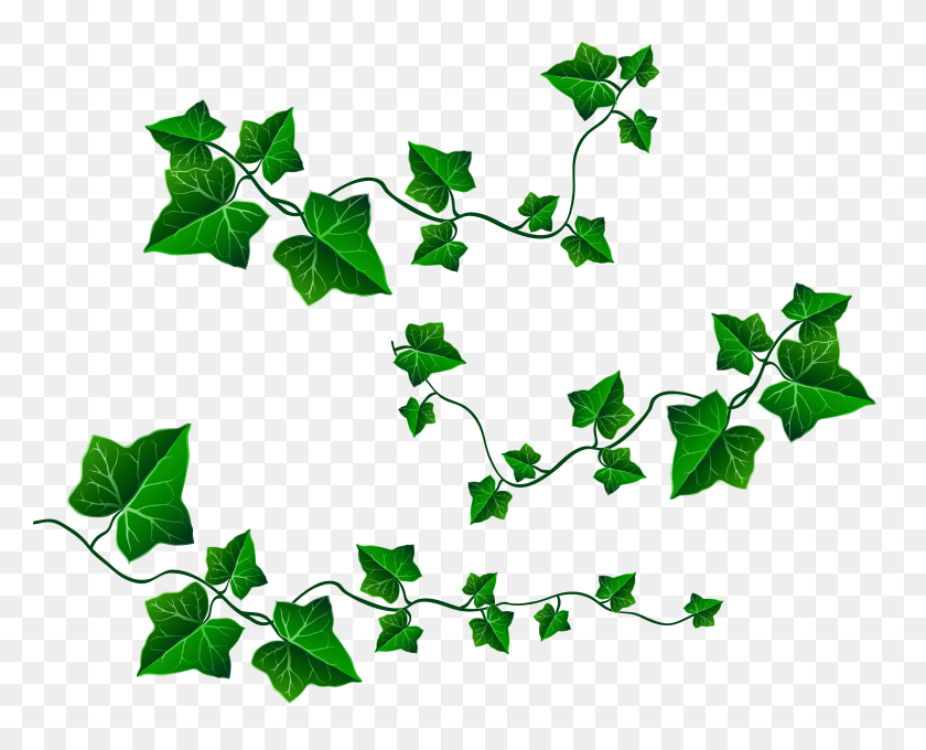 6240x4964 Vine Leaf Ivy Clip Art - Family Tree Clipart PNG