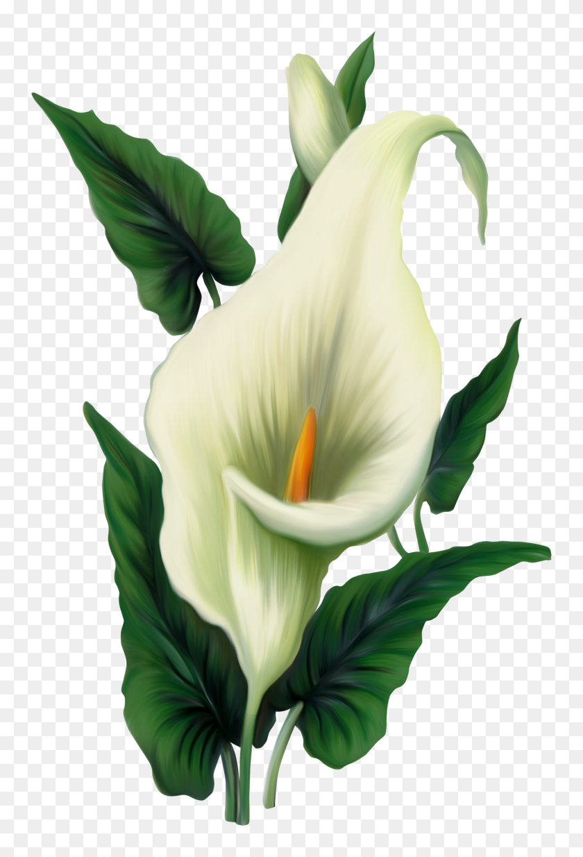 1500x2258 Vintage Flower Clipart Easter Lily - Botanical Clip Art