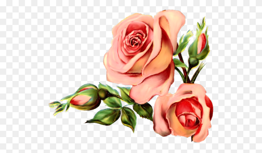 529x431 Vintage Rose March Bukieciki Vintage, Clip - Rosal Clipart